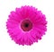 Gerbera flower of magenta color isolated on white background
