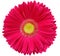 gerbera flower pink. Flower isolated on a white background. No shadows with clipping path. Close-up.