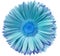 gerbera flower turquoise-blue.. Flower isolated on a white background. No shadows with clipping path. Close-up.