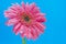 Gerbera flower under the water in the bubbles, blue background, macro composition for the inscriptions
