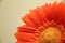 Gerbera flower with water droplets