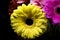 Gerbera flower yellow and pink, close-up macro