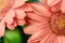 Gerbera flowers of coral apricot color background