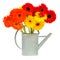 Gerbera flowers in gray watering can