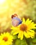 Gerbera flowers in a meadow on sunny nature spring background. Summer scene with butterfly and yellow Gerbera flower in rays of