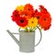 Gerbera flowers in watering can