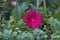 Gerbera or Gaillardia aristata or blanket flower, red yellow flower in full bloom, in a public park in india