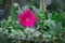 Gerbera or Gaillardia aristata or blanket flower, red yellow flower in full bloom, in a public park in india