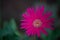 Gerbera or Gaillardia aristata or blanket flower, red yellow flower in full bloom, in a public park in india