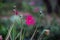 Gerbera or Gaillardia aristata or blanket flower, red yellow flower in full bloom, in a public park in India,