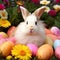 Gerbera Garden of Easter Delight: Irresistibly Cute Bunny Reveling in the Splendor of Spring With Gerbera and Easter Eggs