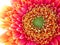 A gerbera garvinea in macro view