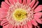 Gerbera Garvinea Sweet Surprise in Bloom