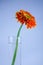 Gerbera in the glass