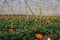 Gerbera in greenhouse. Da Lat. Vietnam