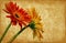 Gerbera on grunge background