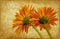 Gerbera on grunge background