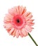 Gerbera isolated