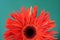 Gerbera isolated