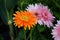 Gerbera jamesonii