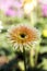 Gerbera jamesonii in flower