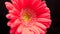 Gerbera Macro Closeup 01