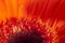 Gerbera macro shot