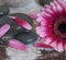 Gerbera and Pebble