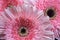 Gerbera pink