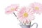 Gerbera pink daisy flower