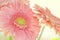 Gerbera pink flower close-up