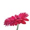 Gerbera pink flower isolated