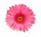 Gerbera pink flower on white background