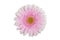 Gerbera pink isolated