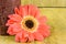 Gerbera in red with a candle