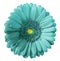 Gerbera turquoise flower on white isolated background with clipping path. no shadows. Closeup.