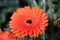 Gerbera type Candela in a greenhouse in nieuwerkerk aan den ijssel in the Netherlands