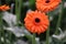 Gerbera type Candela in a greenhouse in nieuwerkerk aan den ijssel in the Netherlands