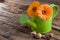 Gerbera in watering can with copy space