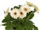 Gerbera white in flowerpot