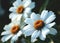 the gerbera is white, three white small flowers resembling a daisy