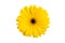 Gerbera yellow