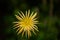 Gerbera Yellow Daisy