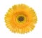 Gerbera yellow flower on white background