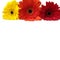 Gerbera yellow, red, orange flowers isolated on a white background