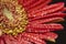 Gerbera Yellow Red Sideview Closeup Macro with Water Drops