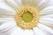 Gerbera Yellow White daisy Flower