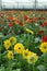 Gerberas in hothouse