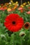 Gerberas in hothouse