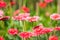 Gerberas pink flower